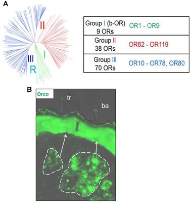 Sensilla-Specific Expression of Odorant Receptors in the Desert Locust <mark class="highlighted">Schistocerca gregaria</mark>